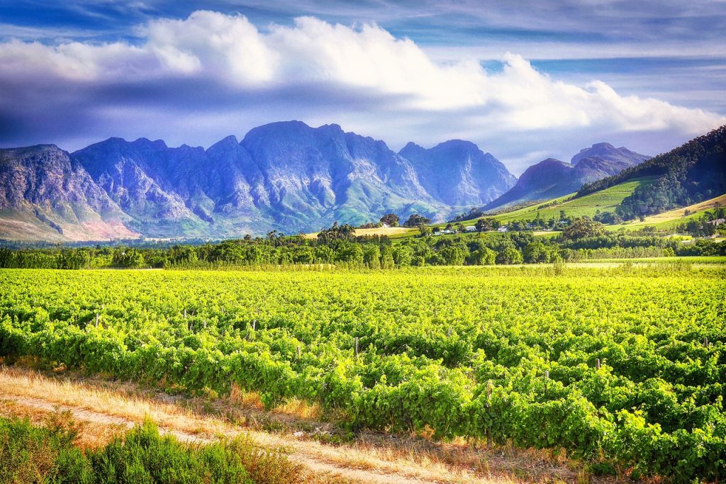 Vineyard near Stellenbosch with mountainous background